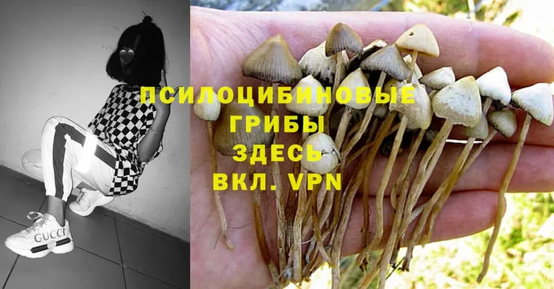 Галлюциногенные грибы Psilocybe  blacksprut вход  Поворино 